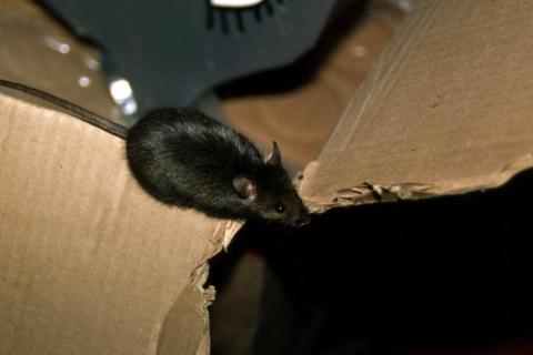 Alien House Mouse