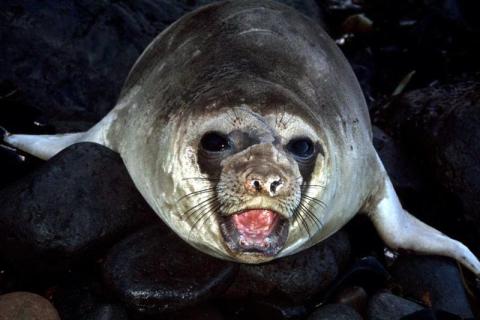 Elephant Seal