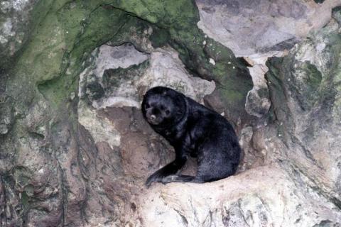 Fur Seal Pup