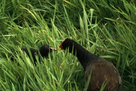 Moorhen and Chick