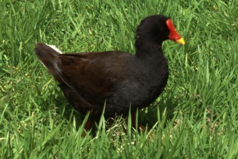 Moorhen