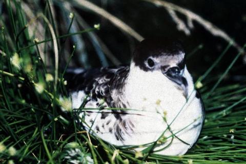 Nightbird Shearwater