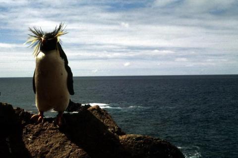 Rockhopper Penguin