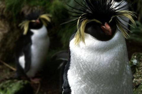 Rockhopper Penguin