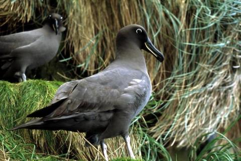 Sootie Albatross