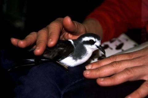 Storm Petrel