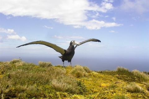 Wandering Albatross