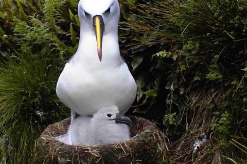 Yellow Nosed Albatross