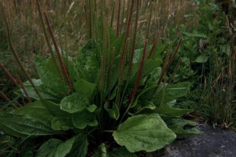 Alien Plantago