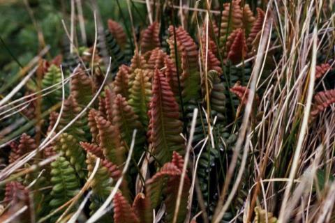 Fern Blechnum