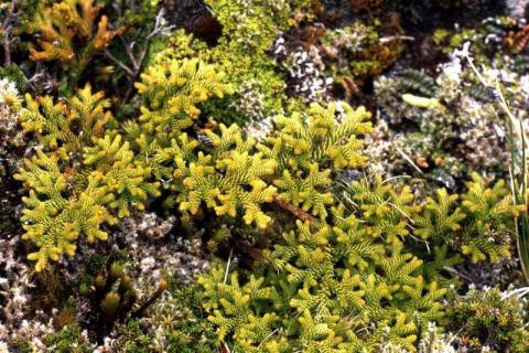 Fern Lycopodium