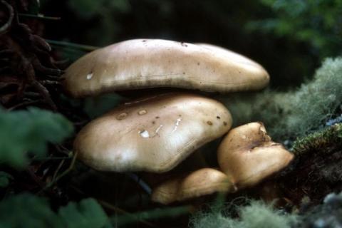 Fungi