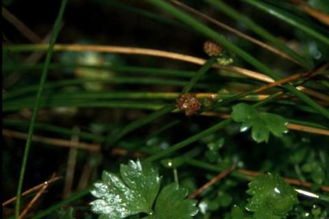 Ranunculus Fruit