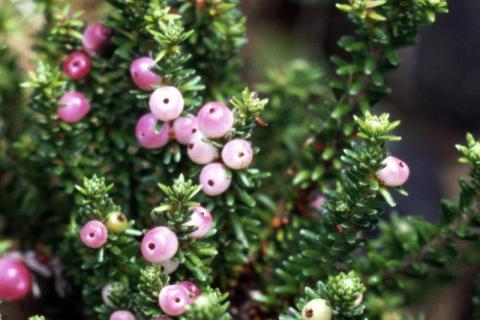 Tea Bush Fruit