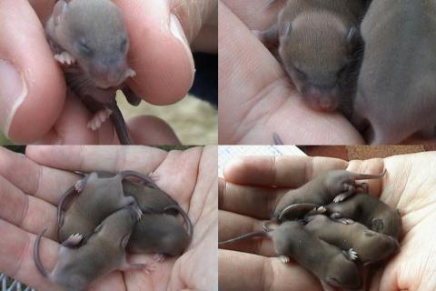 Alien House Mouse Babies