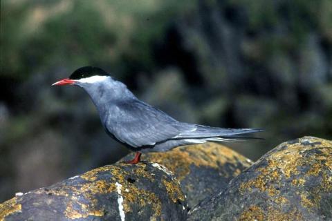 Antarctic Tern