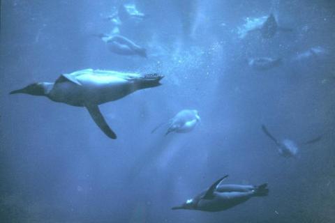 Diving King Penguin