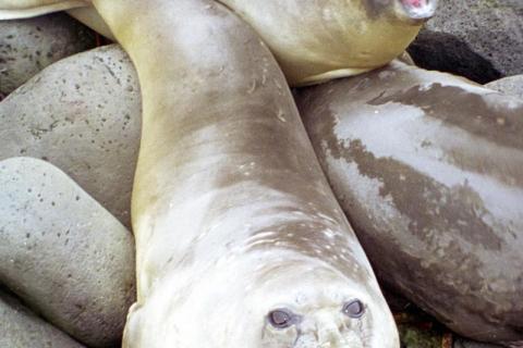 Elephant Seal