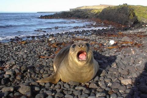 Elephant Seal