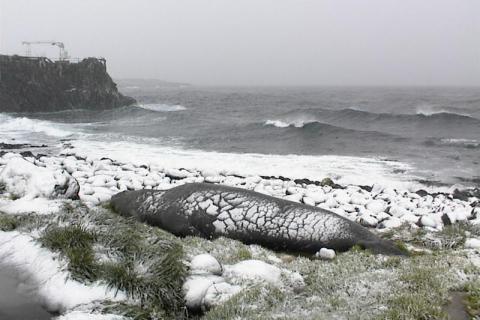 Elephant Seal