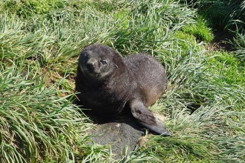 Fur Seal Pup