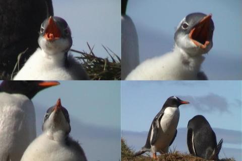 Gentoo Penguin Chick