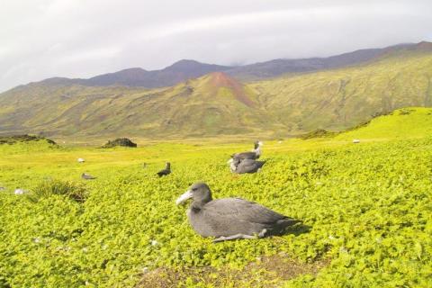 Giant Petrel