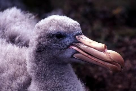 Giant Petrel Chick