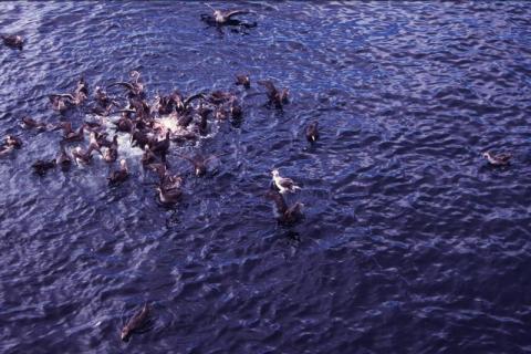 Giant Petrels Feeding