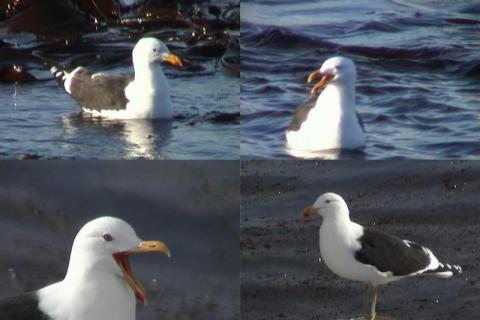 Kelp Gull