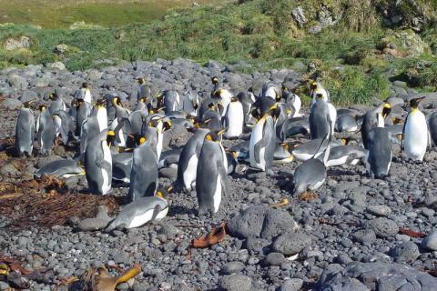 King Penguins