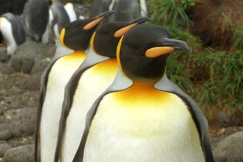 King Penguins