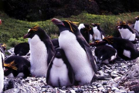 Macaroni Penguin Chick