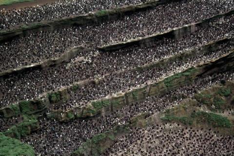 Macaroni Penguin Colony