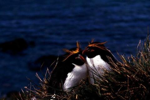 Macaroni Penguins