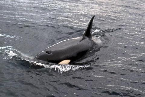 Orca