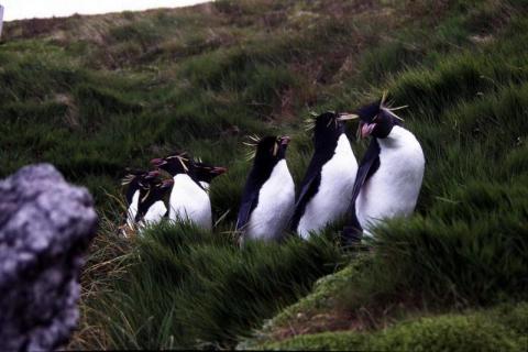 Rockhopper Penguin