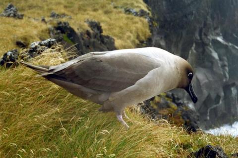 Sooty Albatross