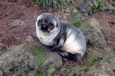 Sub-Antarctic Fur Seal Pup