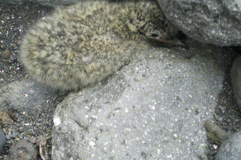 Tern Chick