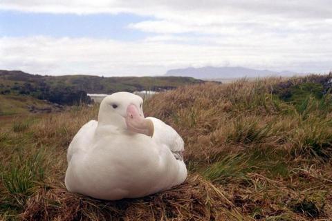 Wandering Albatross