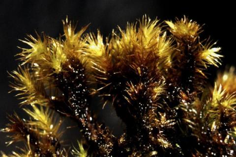 Breutelia integrifolia