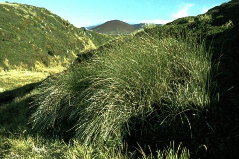 Juncus effusus