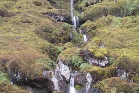 Grey-headed Waterfall