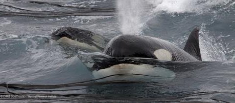 Marion Island Marine Mammal Programme