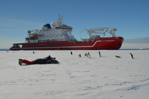 S.A. Agulhas II Penguins