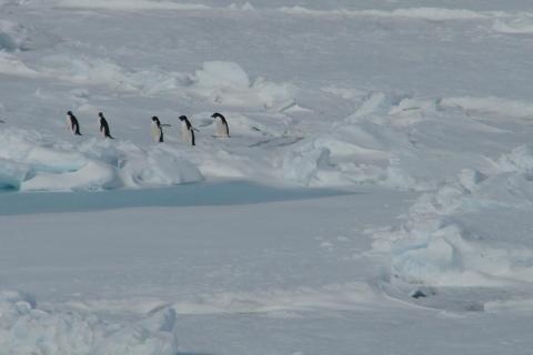 Adelie Penguins