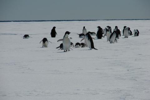 Adelie Penguins