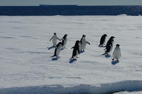 Adelie Penguins