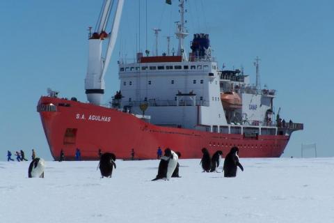 Adelie Penguins and S.A. Agulhas